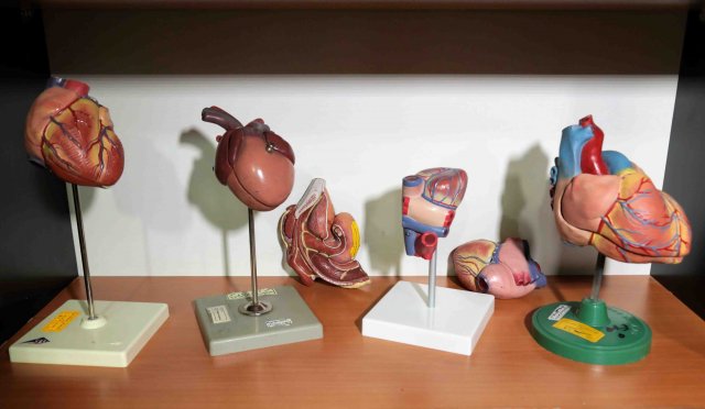 مولاژ های ساختار خارجی و داخلی قلب
