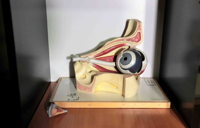 مولاژ ساختار چشم