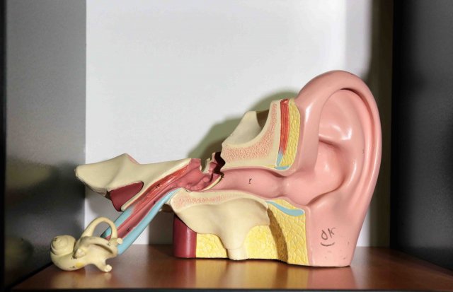 مولاژ ساختار گوش