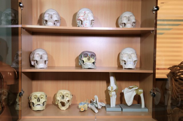 اسکلت جمجمه انسان