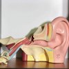 مولاژ ساختار گوش